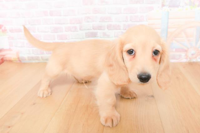 宮城県のカニンヘンダックスフンド(ロング) (Coo&RIKU仙台太白店/2025年11月13日生まれ/男の子/イエロー)の子犬の3枚目の画像