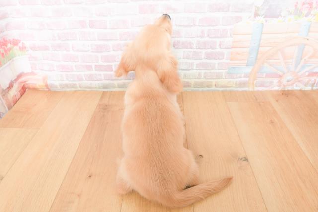 宮城県のカニンヘンダックスフンド(ロング) (Coo&RIKU仙台太白店/2025年11月13日生まれ/男の子/イエロー)の子犬の4枚目の画像