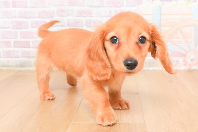 青森県のカニンヘンダックスフンド(ロング) (Coo&RIKU弘前店/2025年11月13日生まれ/女の子/ゴールド)の子犬の3枚目の画像