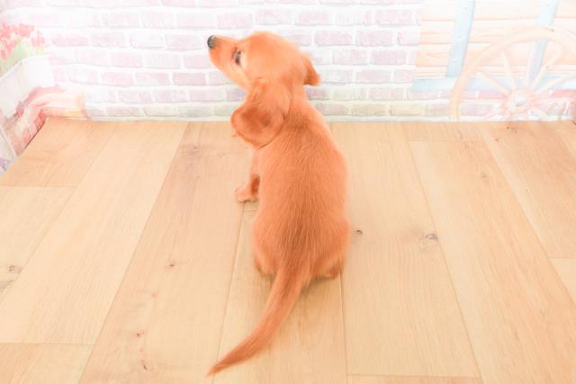 青森県のカニンヘンダックスフンド(ロング) (Coo&RIKU弘前店/2025年11月13日生まれ/女の子/ゴールド)の子犬の4枚目の画像