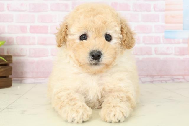 福岡県のトイプードル(トイ) (Coo&RIKU小倉店/2025年11月16日生まれ/女の子/クリーム)の子犬の1枚目の画像