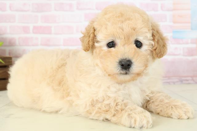 福岡県のトイプードル(トイ) (Coo&RIKU小倉店/2025年11月16日生まれ/女の子/クリーム)の子犬の2枚目の画像