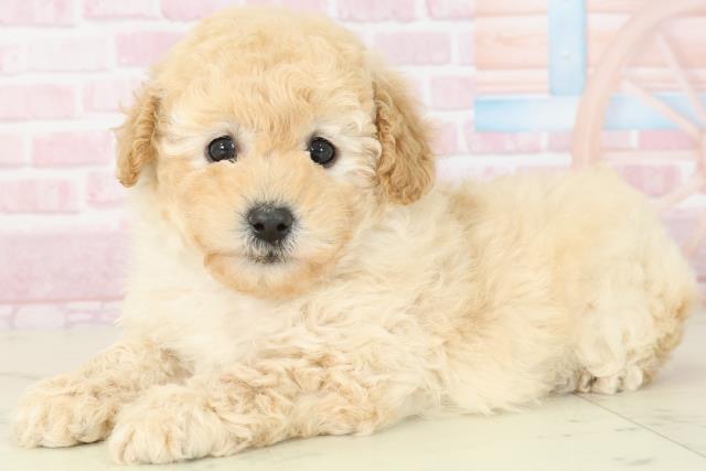 福岡県のトイプードル(トイ) (Coo&RIKU小倉店/2025年11月16日生まれ/女の子/クリーム)の子犬の3枚目の画像