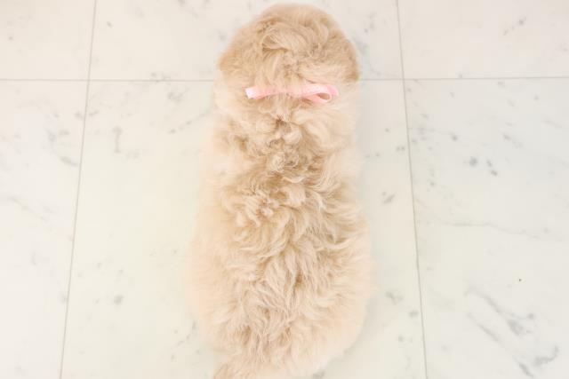 福岡県のトイプードル(トイ) (Coo&RIKU小倉店/2025年11月16日生まれ/女の子/クリーム)の子犬の4枚目の画像