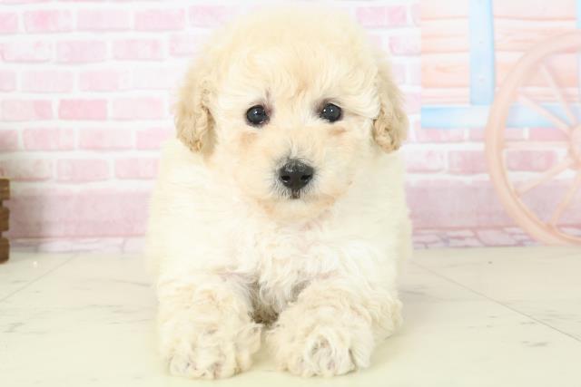 鹿児島県のトイプードル(トイ) (Coo&RIKU霧島店/2025年11月16日生まれ/女の子/クリーム)の子犬の1枚目の画像