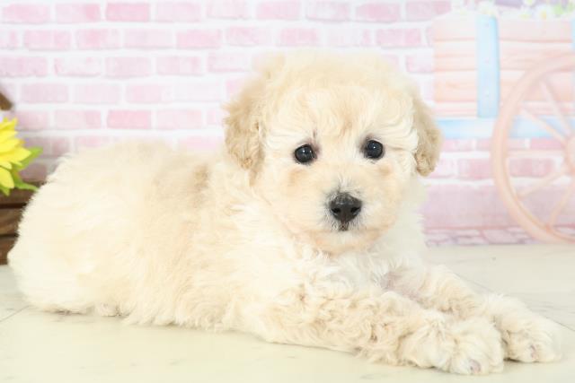 鹿児島県のトイプードル(トイ) (Coo&RIKU霧島店/2025年11月16日生まれ/女の子/クリーム)の子犬の2枚目の画像