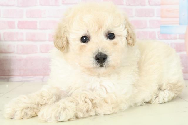 鹿児島県のトイプードル(トイ) (Coo&RIKU霧島店/2025年11月16日生まれ/女の子/クリーム)の子犬の3枚目の画像