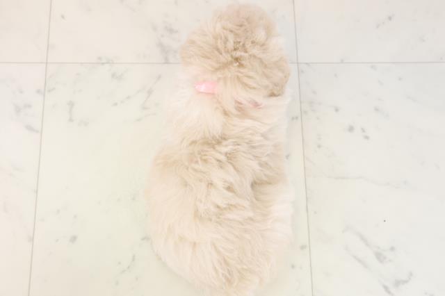 鹿児島県のトイプードル(トイ) (Coo&RIKU霧島店/2025年11月16日生まれ/女の子/クリーム)の子犬の4枚目の画像