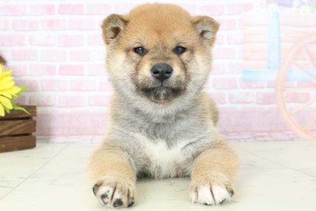 鹿児島県の柴犬(標準サイズ) (Coo&RIKU鹿屋店/2025年11月16日生まれ/男の子/赤)の子犬の1枚目の画像