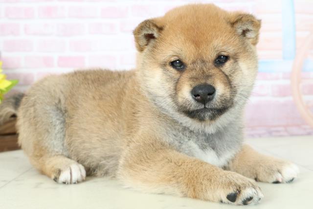 鹿児島県の柴犬(標準サイズ) (Coo&RIKU鹿屋店/2025年11月16日生まれ/男の子/赤)の子犬の2枚目の画像