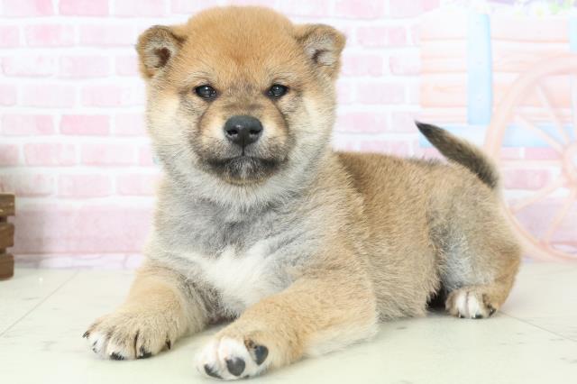 鹿児島県の柴犬(標準サイズ) (Coo&RIKU鹿屋店/2025年11月16日生まれ/男の子/赤)の子犬の3枚目の画像