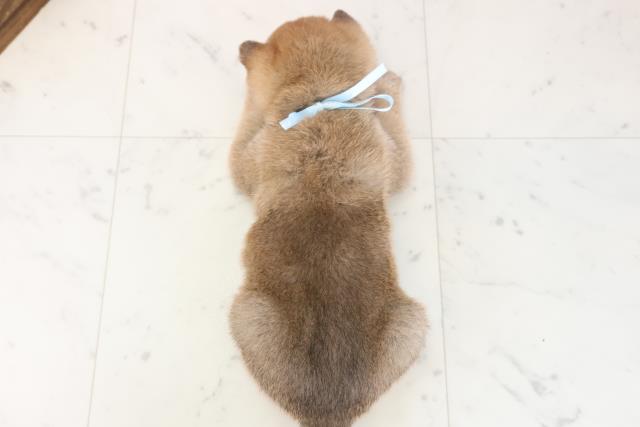 鹿児島県の柴犬(標準サイズ) (Coo&RIKU鹿屋店/2025年11月16日生まれ/男の子/赤)の子犬の4枚目の画像