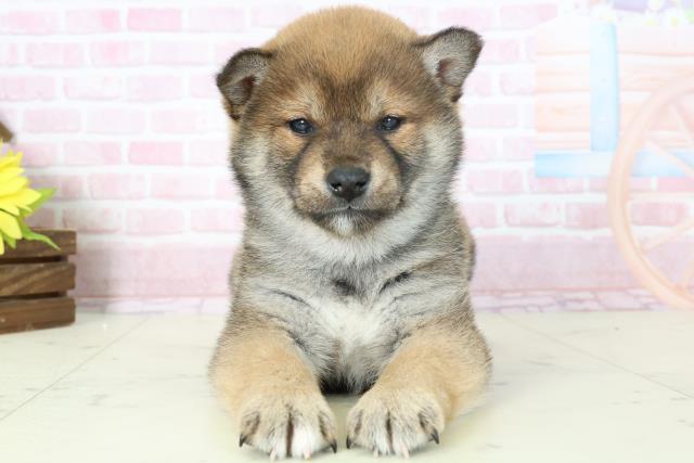 鹿児島県の柴犬(標準サイズ) (Coo&RIKU鹿児島店/2025年11月16日生まれ/女の子/赤)の子犬の1枚目の画像