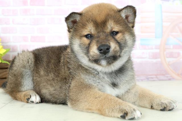 鹿児島県の柴犬(標準サイズ) (Coo&RIKU鹿児島店/2025年11月16日生まれ/女の子/赤)の子犬の2枚目の画像