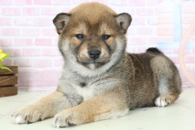 鹿児島県の柴犬(標準サイズ) (Coo&RIKU鹿児島店/2025年11月16日生まれ/女の子/赤)の子犬の3枚目の画像