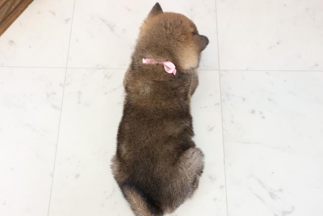 鹿児島県の柴犬(標準サイズ) (Coo&RIKU鹿児島店/2025年11月16日生まれ/女の子/赤)の子犬の4枚目の画像