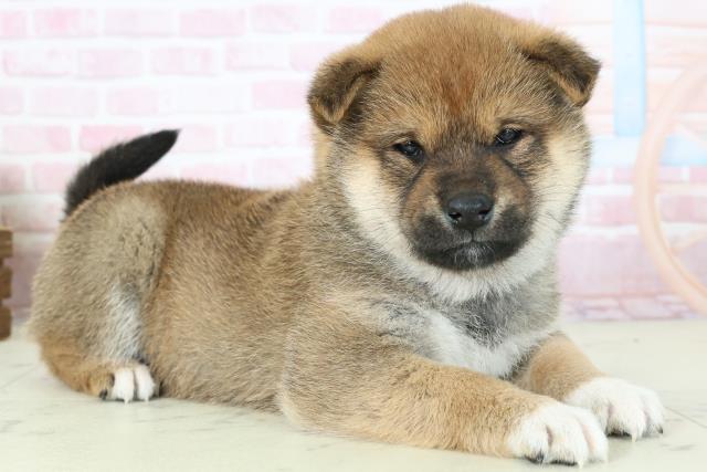 福岡県の柴犬(標準サイズ) (Coo&RIKU筑後店/2025年11月16日生まれ/女の子/赤)の子犬の2枚目の画像