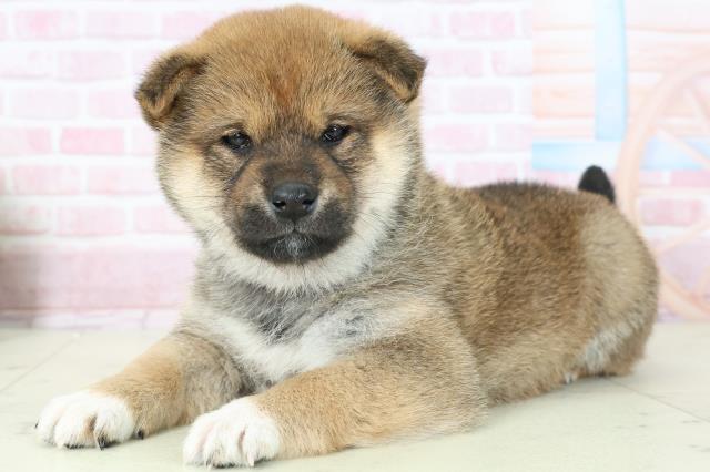 福岡県の柴犬(標準サイズ) (Coo&RIKU筑後店/2025年11月16日生まれ/女の子/赤)の子犬の3枚目の画像