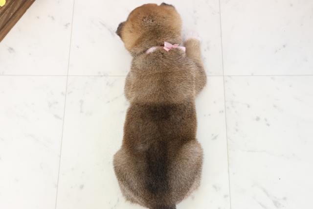 福岡県の柴犬(標準サイズ) (Coo&RIKU筑後店/2025年11月16日生まれ/女の子/赤)の子犬の4枚目の画像