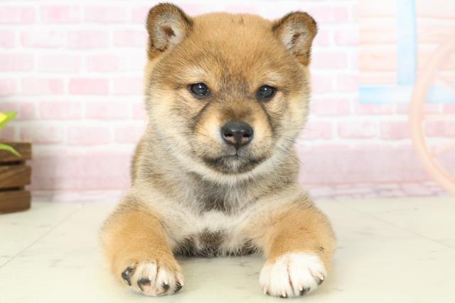 熊本県の柴犬(標準サイズ) (Coo&RIKU熊本店/2025年11月16日生まれ/女の子/赤)の子犬の1枚目の画像