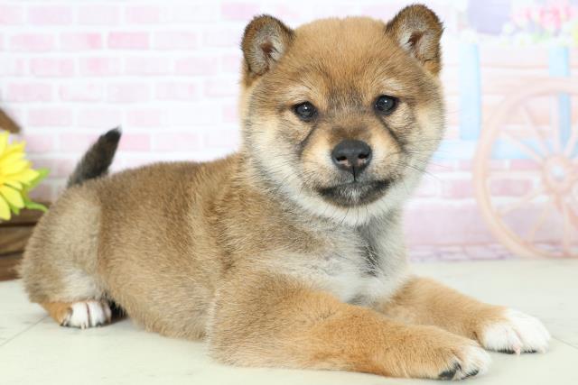 熊本県の柴犬(標準サイズ) (Coo&RIKU熊本店/2025年11月16日生まれ/女の子/赤)の子犬の2枚目の画像