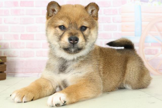 熊本県の柴犬(標準サイズ) (Coo&RIKU熊本店/2025年11月16日生まれ/女の子/赤)の子犬の3枚目の画像