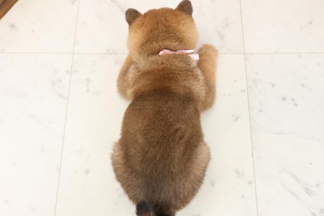 熊本県の柴犬(標準サイズ) (Coo&RIKU熊本店/2025年11月16日生まれ/女の子/赤)の子犬の4枚目の画像