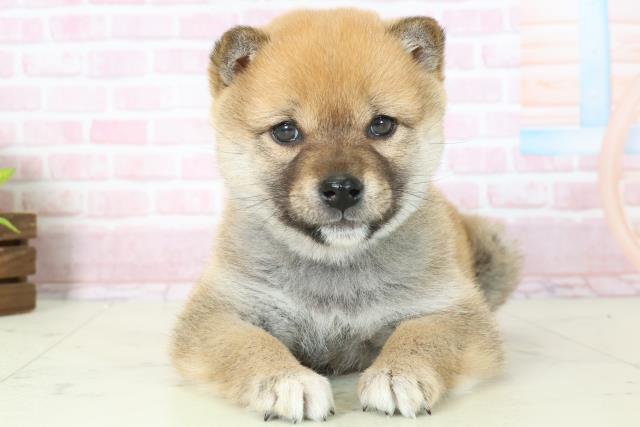 福岡県の柴犬(標準サイズ) (Coo&RIKU福岡古賀店/2025年11月15日生まれ/女の子/赤)の子犬の1枚目の画像