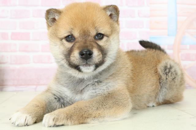 福岡県の柴犬(標準サイズ) (Coo&RIKU福岡古賀店/2025年11月15日生まれ/女の子/赤)の子犬の3枚目の画像