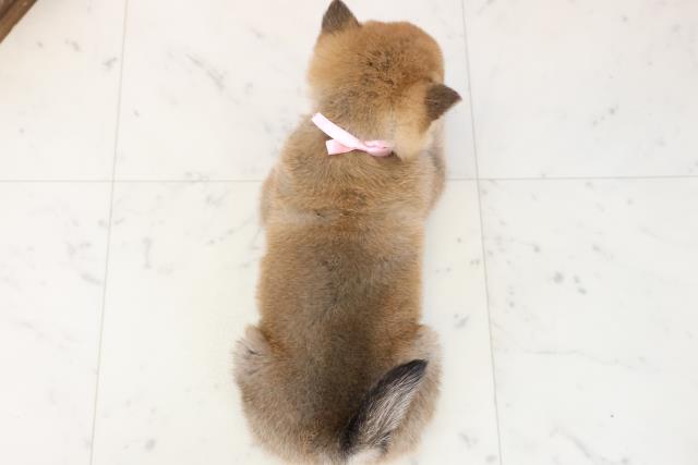 福岡県の柴犬(標準サイズ) (Coo&RIKU福岡古賀店/2025年11月15日生まれ/女の子/赤)の子犬の4枚目の画像