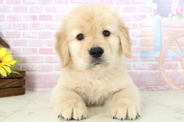 ゴールデン・レトリバー