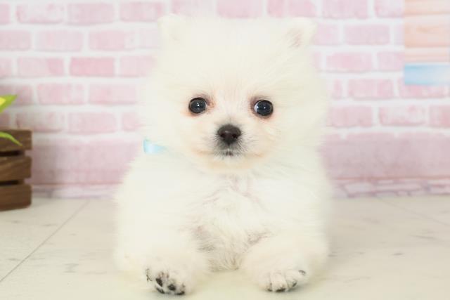 佐賀県のポメラニアン (Coo&RIKU佐賀神埼店/2025年11月16日生まれ/男の子/クリーム)の子犬の1枚目の画像