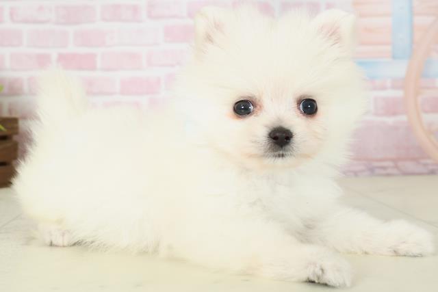 佐賀県のポメラニアン (Coo&RIKU佐賀神埼店/2025年11月16日生まれ/男の子/クリーム)の子犬の2枚目の画像