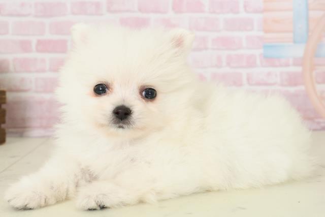 佐賀県のポメラニアン (Coo&RIKU佐賀神埼店/2025年11月16日生まれ/男の子/クリーム)の子犬の3枚目の画像