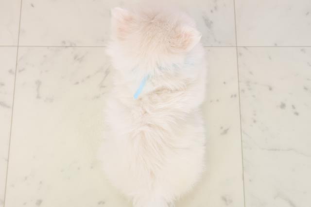 佐賀県のポメラニアン (Coo&RIKU佐賀神埼店/2025年11月16日生まれ/男の子/クリーム)の子犬の4枚目の画像