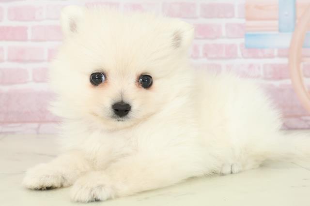 福岡県のポメラニアン (Coo&RIKU久留米店/2025年11月16日生まれ/女の子/クリーム)の子犬の3枚目の画像