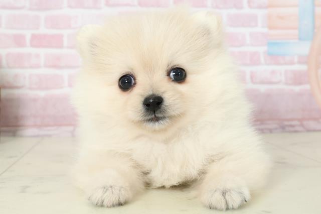 宮崎県のポメラニアン (Coo&RIKU宮崎店/2025年11月16日生まれ/女の子/クリーム)の子犬の1枚目の画像