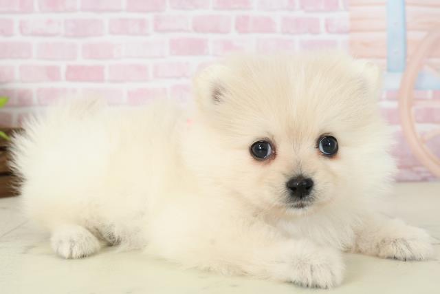 宮崎県のポメラニアン (Coo&RIKU宮崎店/2025年11月16日生まれ/女の子/クリーム)の子犬の2枚目の画像