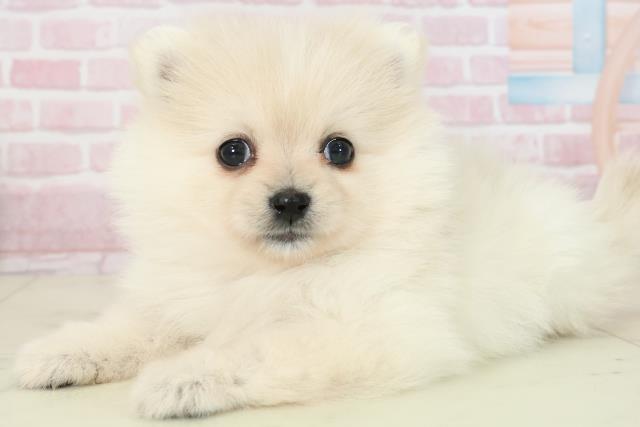 宮崎県のポメラニアン (Coo&RIKU宮崎店/2025年11月16日生まれ/女の子/クリーム)の子犬の3枚目の画像