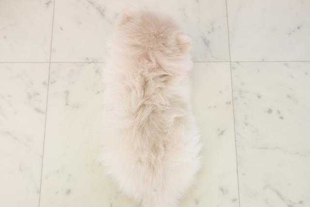 宮崎県のポメラニアン (Coo&RIKU宮崎店/2025年11月16日生まれ/女の子/クリーム)の子犬の4枚目の画像