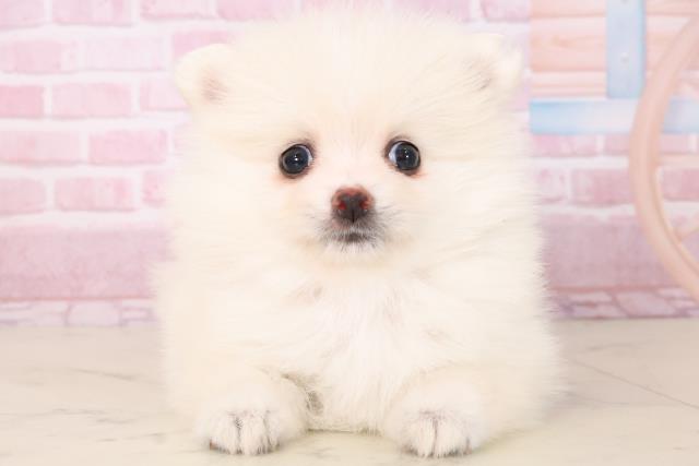 長崎県のポメラニアン (Coo&RIKU長崎佐世保店/2025年11月16日生まれ/女の子/クリーム)の子犬の1枚目の画像