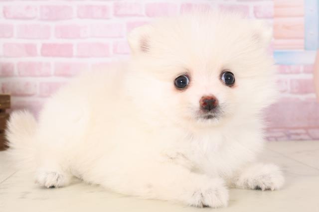 長崎県のポメラニアン (Coo&RIKU長崎佐世保店/2025年11月16日生まれ/女の子/クリーム)の子犬の2枚目の画像