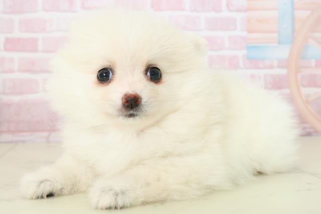 長崎県のポメラニアン (Coo&RIKU長崎佐世保店/2025年11月16日生まれ/女の子/クリーム)の子犬の3枚目の画像