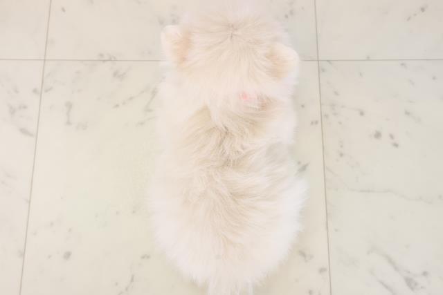 長崎県のポメラニアン (Coo&RIKU長崎佐世保店/2025年11月16日生まれ/女の子/クリーム)の子犬の4枚目の画像