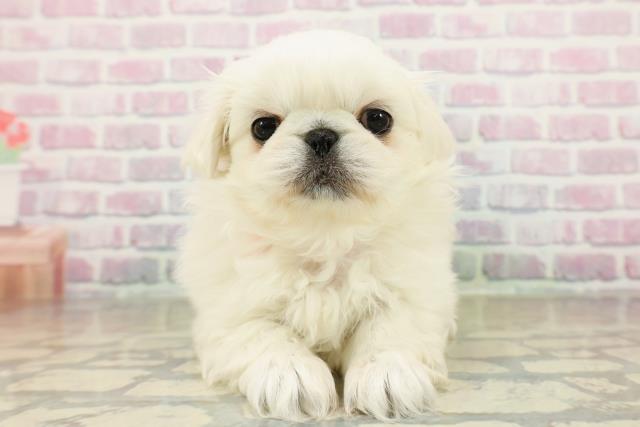 東京都のペキニーズ (Coo&RIKU新宿三丁目店/2025年11月16日生まれ/女の子/ホワイト)の子犬