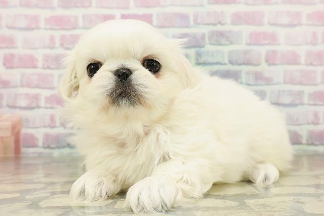 東京都のペキニーズ (Coo&RIKU新宿三丁目店/2025年11月16日生まれ/女の子/ホワイト)の子犬の2枚目の画像