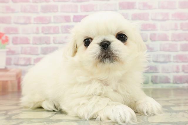 東京都のペキニーズ (Coo&RIKU新宿三丁目店/2025年11月16日生まれ/女の子/ホワイト)の子犬の3枚目の画像