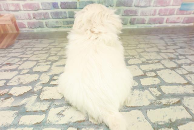 東京都のペキニーズ (Coo&RIKU新宿三丁目店/2025年11月16日生まれ/女の子/ホワイト)の子犬の4枚目の画像