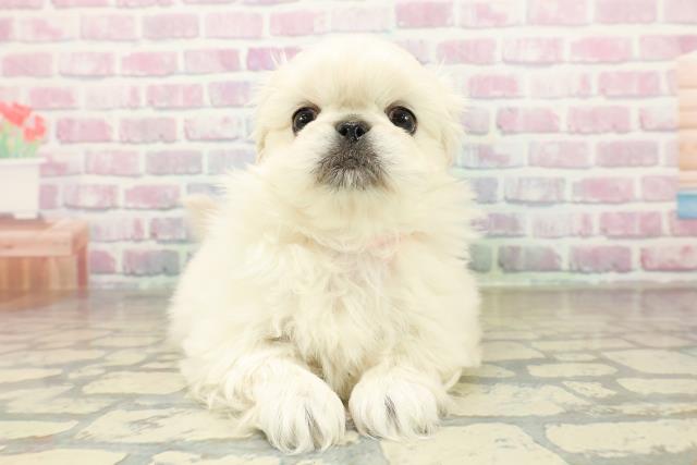 東京都のペキニーズ (Coo&RIKU武蔵小山店/2025年11月16日生まれ/女の子/ホワイト)の子犬の1枚目の画像