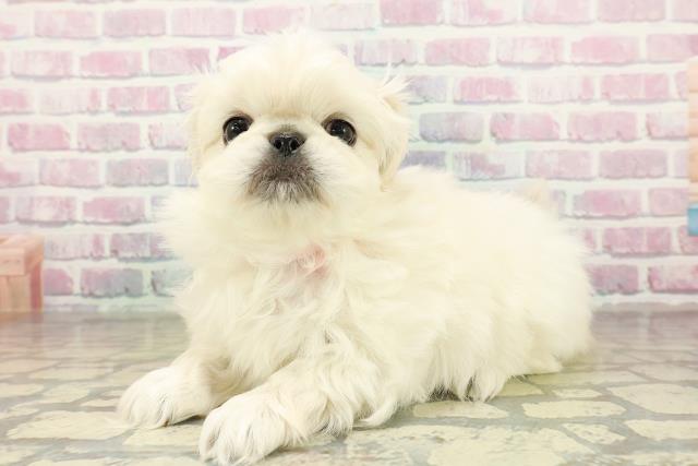 東京都のペキニーズ (Coo&RIKU武蔵小山店/2025年11月16日生まれ/女の子/ホワイト)の子犬の2枚目の画像